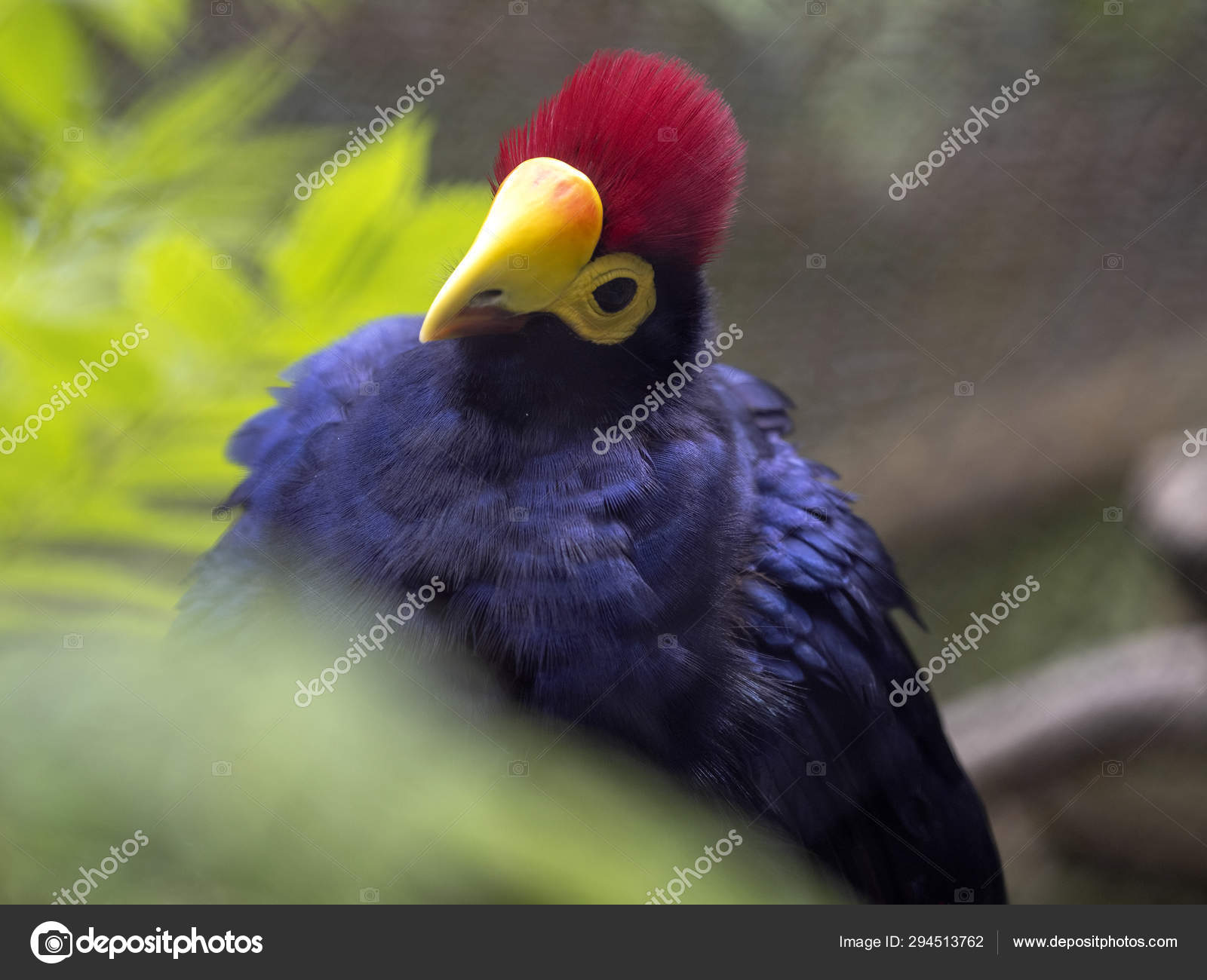 Rosss Turaco Musophaga Rossae Un Bel Oiseau Avec Une