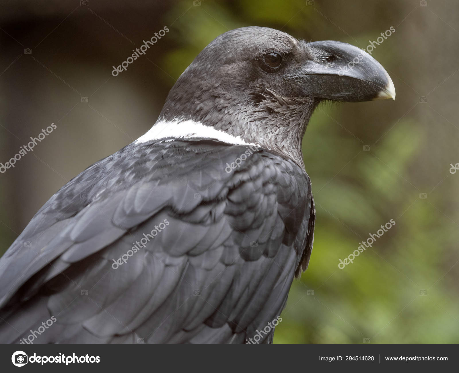 raven large