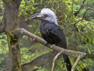 Beyaz tepeli boynuz gagası, Tropicranus albocristatus albocristatus, çarpıcı beyaz başlı küçük hornbill