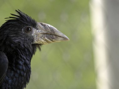 Boru hornbill, Ceratogymna f. fistülatör, e güçlü gagaile küçük hornbill