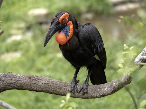 En stor afrikansk Hornbill södra marken, Bucorvus leadbeateri, samlar mat på marken — Stockfoto