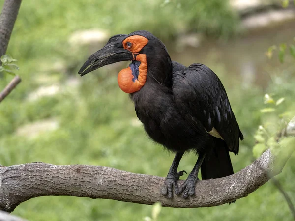 A large African hornbill Southern ground, Bucorvus leadbeateri, collects food on the ground — Stock Photo, Image