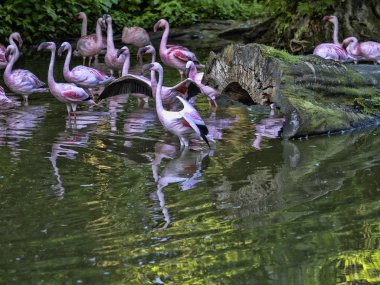 Küçük flamingo, Fenikeaias küçük, Afrika gölleri üzerinde büyük kolonilerde yaşıyor