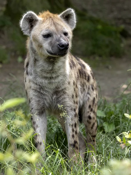 Hyène maculée, Crocuta crocuta, observe curieusement le photographe — Photo