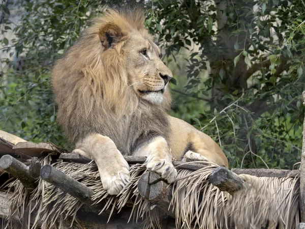 Délnyugat-afrikai oroszlán, Panthera leo bleyenberghi, egy ritka alfaj feküdt a fán — Stock Fotó