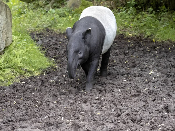 Asian tapir, Tapirus indicus, ma ciekawy czarno-biały kolor — Zdjęcie stockowe