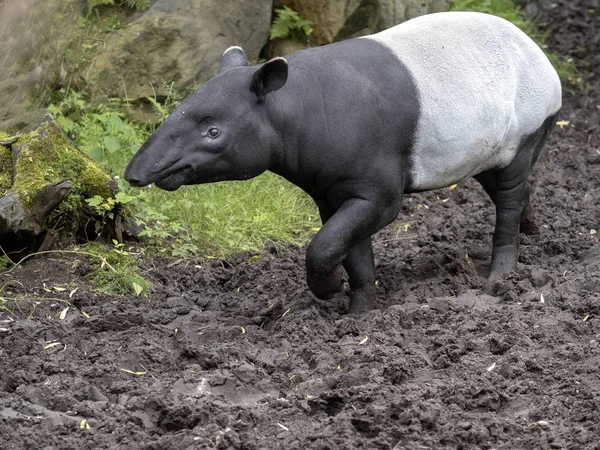 Ázsiai tapír, Tapirus indicus, van egy furcsa fekete-fehér színű — Stock Fotó