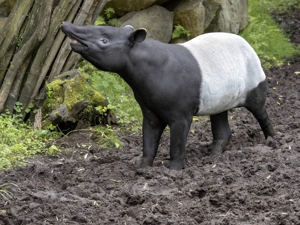 Asya tapir, Tapirus indicus, meraklı bir siyah ve beyaz renk var