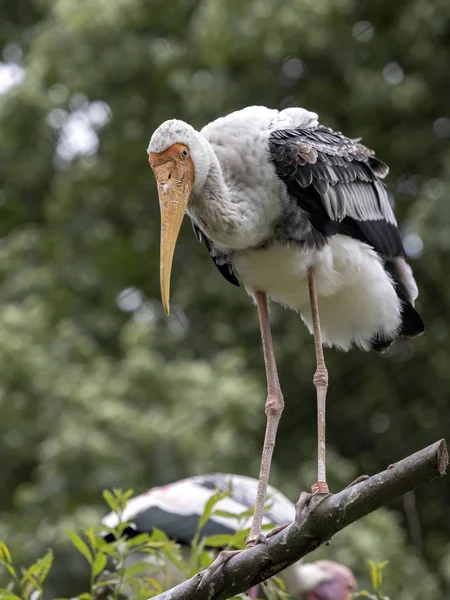 Målade stork, Mycteria leucocephala, stående på ett träd i grenar — Stockfoto