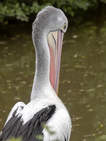 Австралийский пеликан, Pelecanus conspicillatus, тщательно очищает перья — стоковое фото