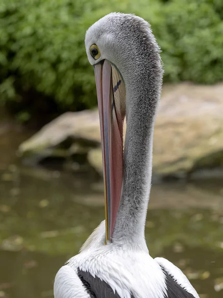 The Australian Pelican, Pelecanus conspicillatus, carefully cleans its feathers — Stock Photo, Image