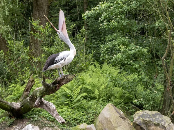 Pelícano australiano, Pelecanus conspicillatus, con cabeza elevada y pico abierto — Foto de Stock