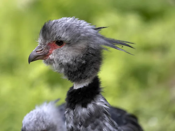 Zuidelijke screamer, Chauna cristata, portret van mannelijke — Stockfoto