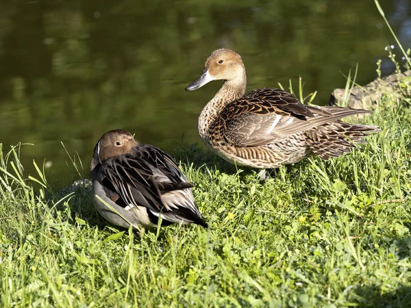 Nördliche Kiefer, anas acuta, sitzendes Paar am Ufer — Stockfoto