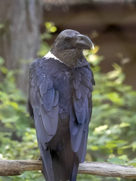 White-necked raven, Corvus albicollis, a large bird with a huge beak