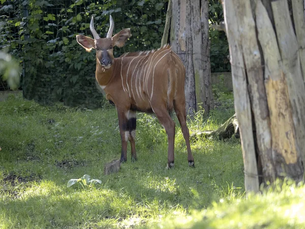 Berg Bongo, Tragelaphus eurycerus isaaci, är en stor skoglig antilop — Stockfoto