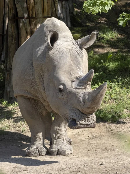 Southern White Rhinoceros, Ceratotherium simum simum, is threatened with extinction — Stock Photo, Image