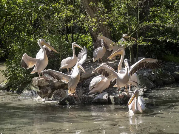 Great White Pelican, Pelecanus onocrotalus, waving its wings in the morning sun — Stock Photo, Image