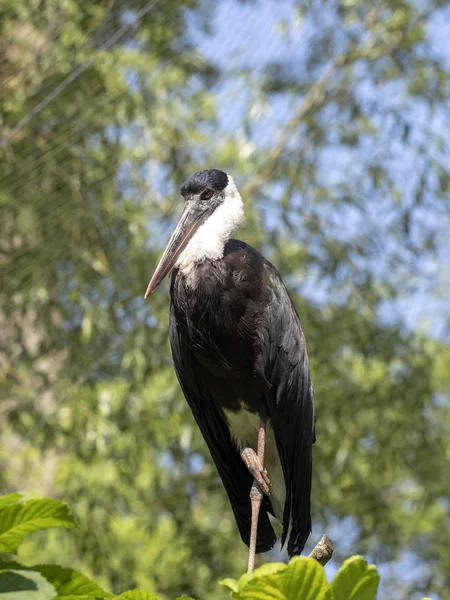 Азиатская шерстяная шея, Ciconia copus faba, стоит высоко в ветвях . — стоковое фото