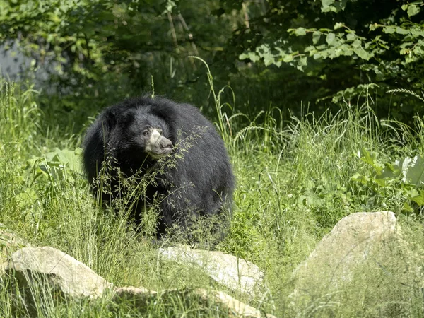 Σλοθ αρκούδα, Melursus urκόλπος, θηλυκό παρατηρώντας το περιβάλλον — Φωτογραφία Αρχείου