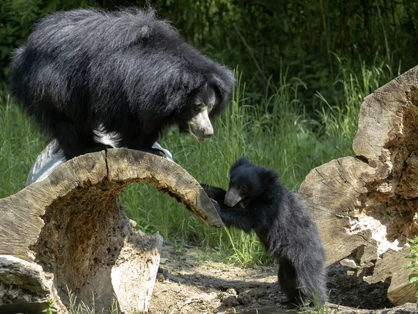 Σλοθ αρκούδα, Μελούρος ουρουσσός, θηλυκό με μικρό — Φωτογραφία Αρχείου