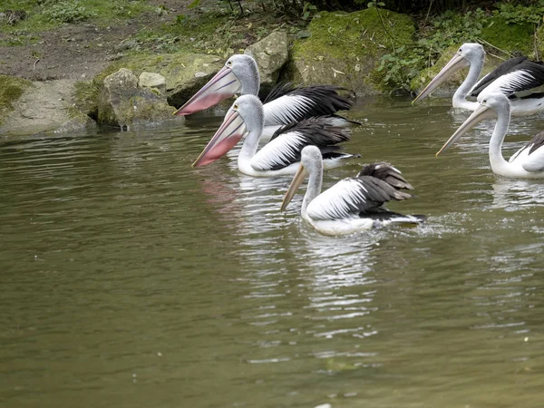 Australian Pelican, Pelecanus conspicillatus, catches fish in a group — Stock Photo, Image