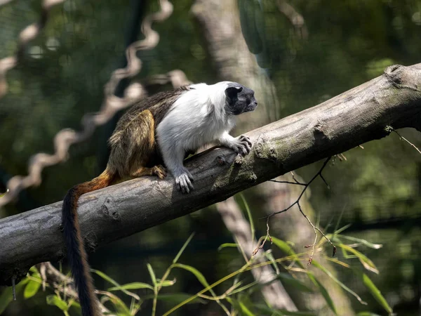 Pied Tamarin, Saguinus bicolor, söker insekter i grenarna — Stockfoto