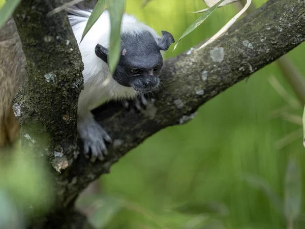 Pied Tamarin, Saguinus bicolor, op zoek naar insecten in de takken — Stockfoto