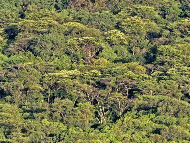 Abaya Gölü'ndeki güzel tropikal orman, Etiyopya