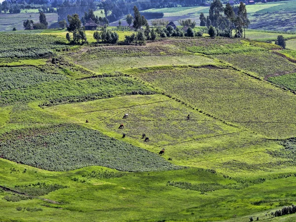 Zemědělská krajina v severní Etiopii — Stock fotografie