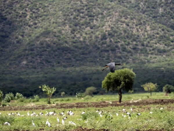 Rebanho voador de diferentes espécies de aves: Cegonha de barriga branca, Ciconia abdimii — Fotografia de Stock