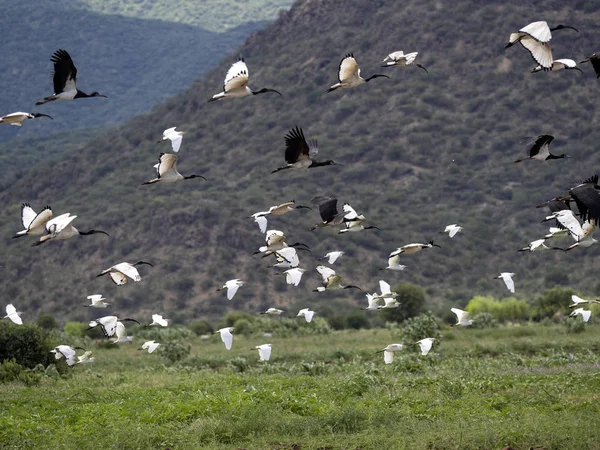 Farklı kuş türlerinin uçan sürüsü: Beyaz karınlı leylek, Ciconia abdimii — Stok fotoğraf