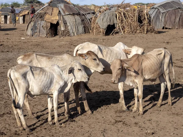 埃塞俄比亚奥莫达萨内赫河村皮罗的绵羊 — 图库照片