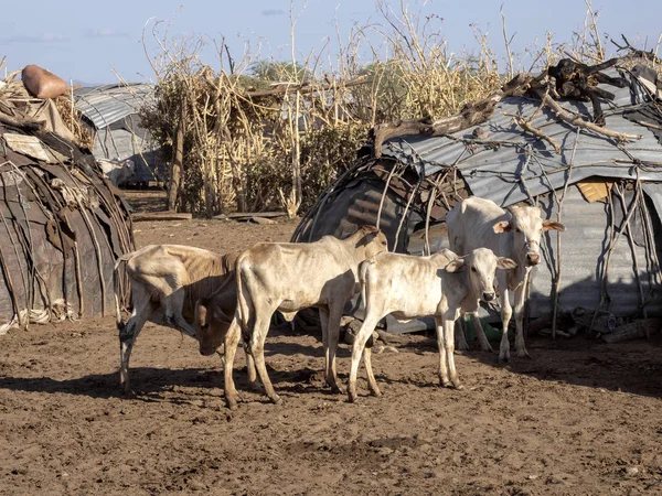 埃塞俄比亚奥莫达萨内赫河村皮罗的绵羊 — 图库照片