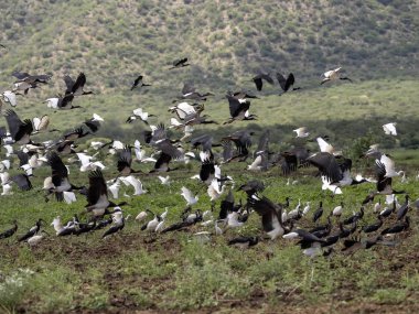 Farklı kuş türlerinin uçan sürüsü: Beyaz karınlı leylek, Ciconia abdimii