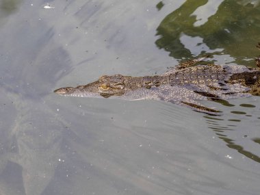 Nil Timsahı, Crocodylus niloticus, Etiyopya'da bazı göllerde bol miktarda bulunur