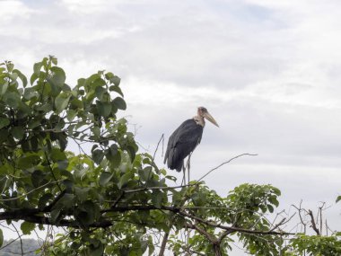 Büyük emir subayı, Leptoptilos crumeniferus, Etiyopya'da bol kuş