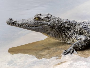 Nil Timsahı, Crocodylus niloticus, Etiyopya'da bazı göllerde bol miktarda bulunur