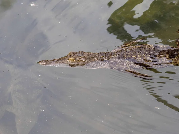 Nile Crocodile, Crocodylus niloticus, изобилует в некоторых озерах Эфиопии — стоковое фото