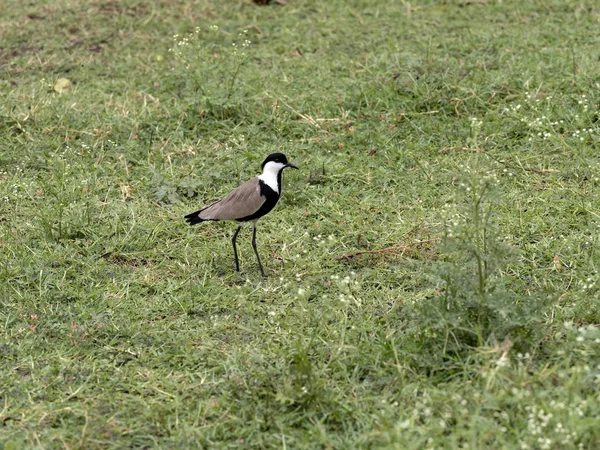 A spur-winged lapwing, Vanellus spinosus, collects food on a meadow in Ethiopia — Stock Photo, Image