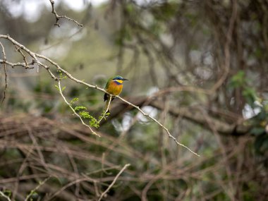 Güzel renkli küçük arı yiyici, Merops pusillus, bir stand, Lake Awassa, Etiyopya kaybolan