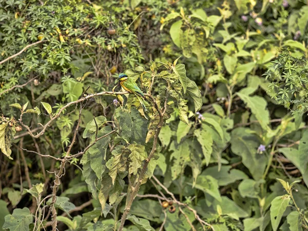 Pequeño abejarero de colores hermosos, Merops pusillus, desapareciendo en un stand, Lago Awassa, Etiopía — Foto de Stock