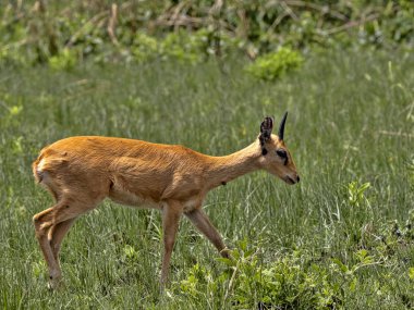 Küçük Antilop Oribi, Ourebia ourebi, uzun ot Senkelle Swayne's Hartebeest kutsal, Etiyopya