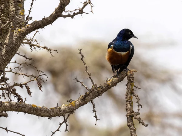 Superb starling, Lamprotornis superbus, is a very beautiful pirate of Echia — стоковое фото