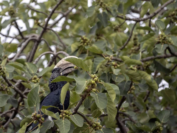 Hornbill Silvery-cheeked, Bycanistes brevis, alimentando-se de bagas na árvore, Etiópia — Fotografia de Stock