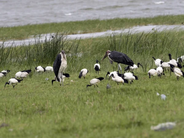 Íbis sagrado africano, Threskiornis aethiopicus, em Awassa Park, Etiópia — Fotografia de Stock