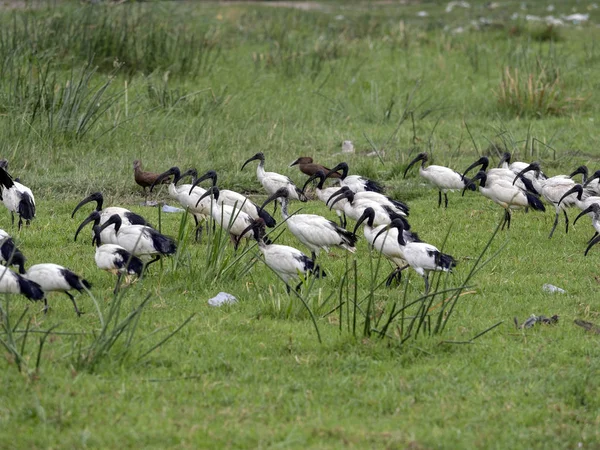 Íbis sagrado africano, Threskiornis aethiopicus, em Awassa Park, Etiópia — Fotografia de Stock