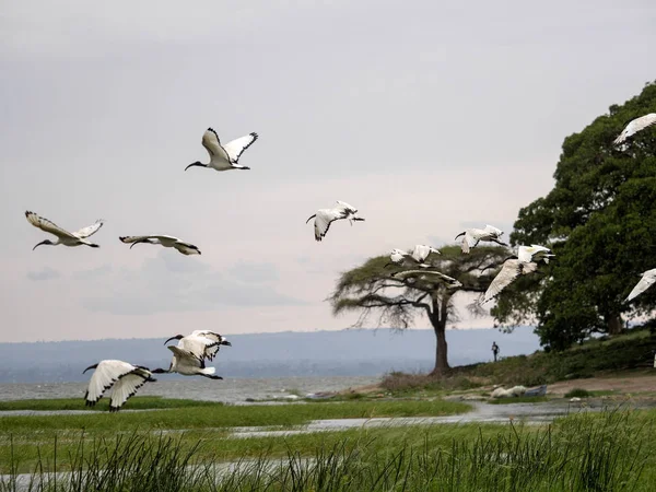 Afrika kutsal aynak,Threskiornis aethiopicus, Awassa Park, Etiyopya