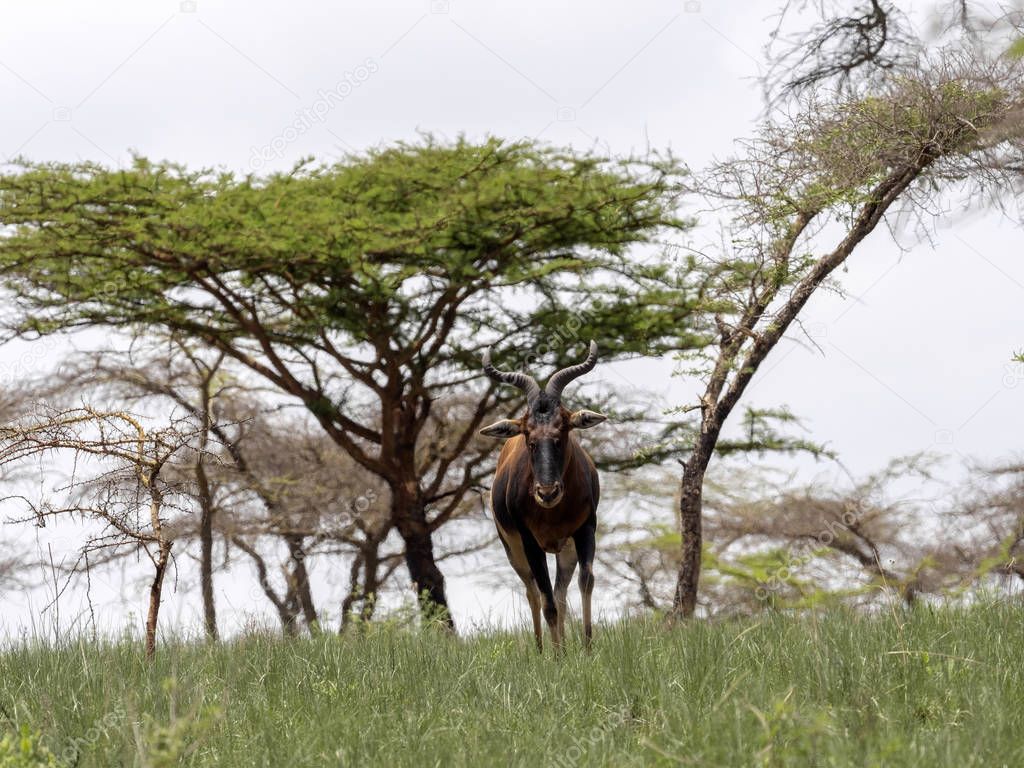 Rare Swayne's hartebeests, Alcelaphus buselaphus swaynei, Senkelle Swayne's Hartebeest sanctuary, Ethiopia