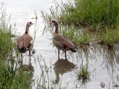 Mısır Kazısı, Alopochen Aegyptiacus, Awassa Park, Etiyopya
